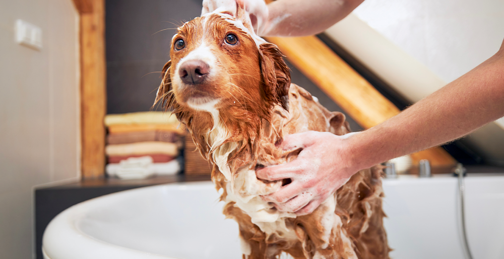 Come lavare i cani: domande e risposte